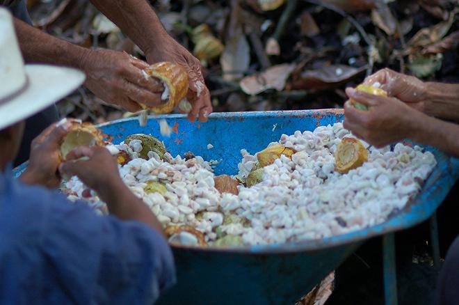 lavoratori del cacao