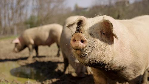 La prima agrisalumeria che ha tenuto i maiali rosa allo stato brado è nel Monferrato