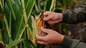 La FAO dice che nel 2027 avremo molti meno cereali perché i fertilizzanti costano troppo