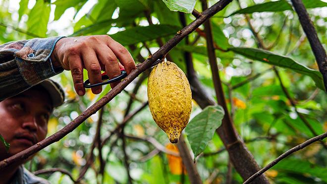 raccoglitore di cacao