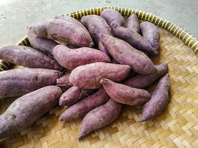 ube tuberi