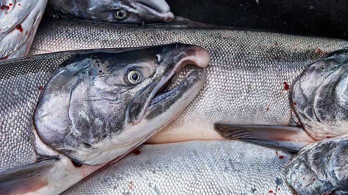 Il salmone scozzese è quello caro del supermercato, ma è un disastro