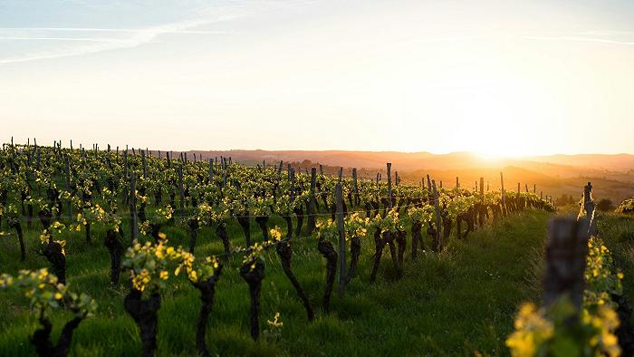 Le coltivazioni per vino, tartufo e miele possono fermare gli incendi boschivi