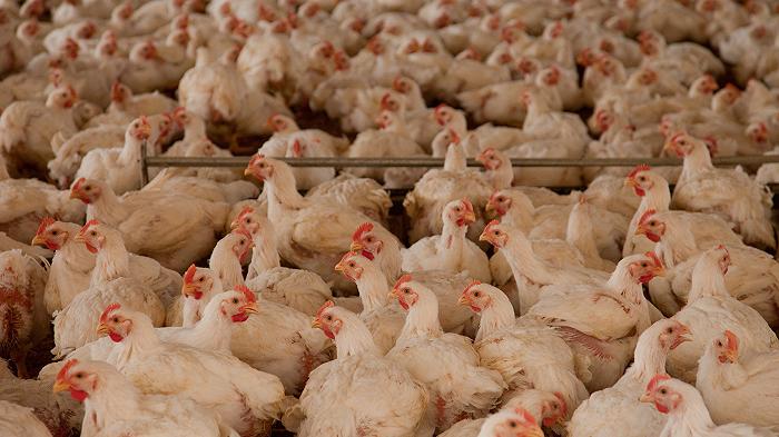 La sostenibilità della carne è tornata nelle agende politiche in Europa?
