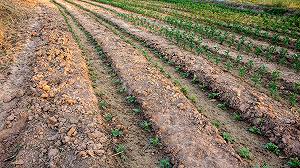 Le NGT sono state approvate dal Parlamento Europeo, Slow Food non è d’accordo