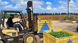 Il cibo venduto in Europa come israeliano, ma prodotto nei territori occupati