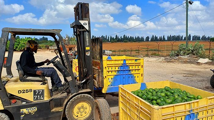 Il cibo venduto in Europa come israeliano, ma prodotto nei territori occupati