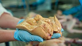 In Cina producono foie gras che costa 10 volte meno di quello francese