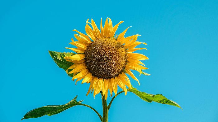 Fra i nuovi sostituti del cacao spunta la polvere di girasole