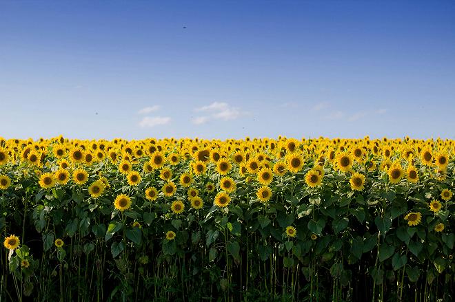 girasoli