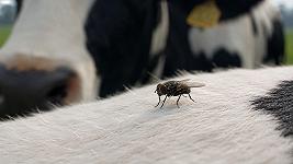La mosca assassina minaccia le grigliate americane, e fa paura pure a Donald Trump