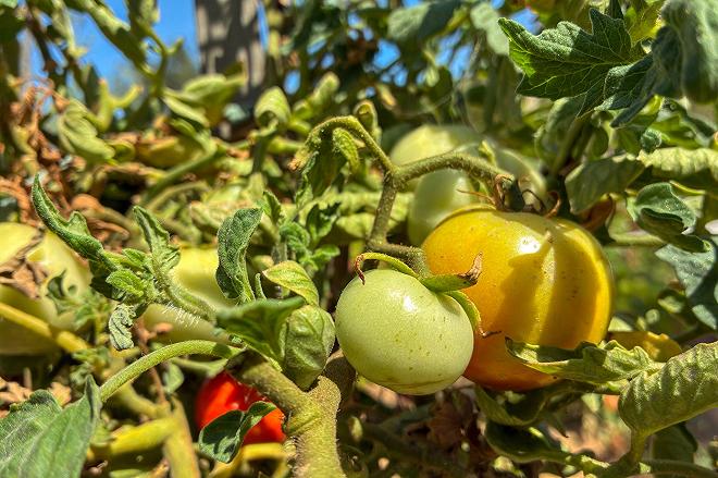 pomodori assolati