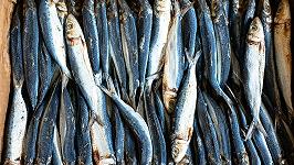 Come capire quanto è sostenibile il pesce che mangiamo