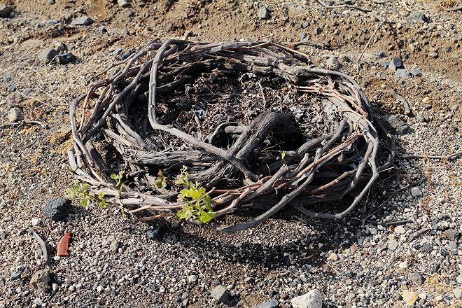 vigne tradizionali a cesto a Santorini