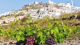 A Santorini stanno salvando le vigne dalla siccità, e dovremo farlo anche noi