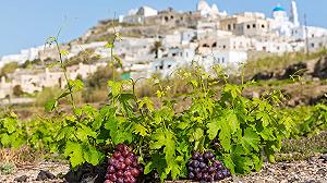 A Santorini stanno salvando le vigne dalla siccità, e dovremo farlo anche noi