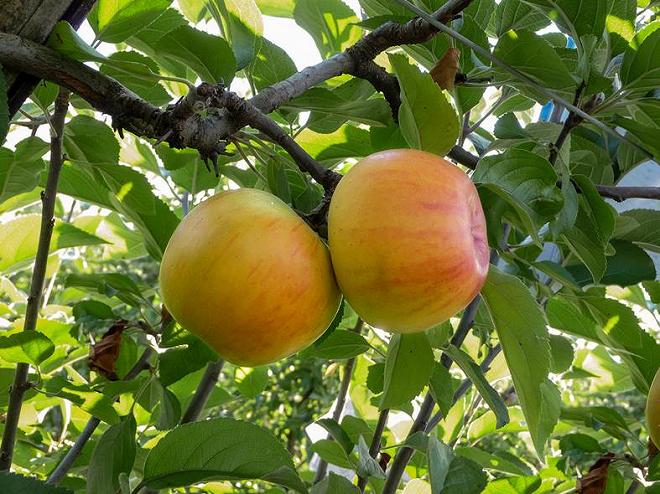 Striata dolce