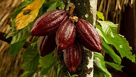 Il mercato di caffè, tè e cacao non è mai stato così fragile