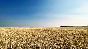 Chi coltiva il grano duro in Italia quest’anno andrà in perdita