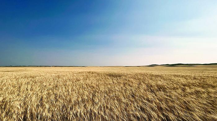 Chi coltiva il grano duro in Italia quest’anno andrà in perdita