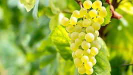 In Champagne non si è mai vendemmiato così presto