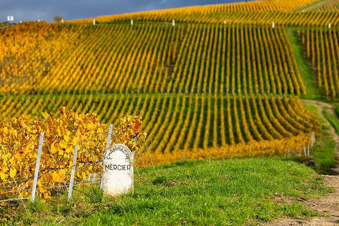 champagne-vigna