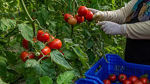 Il cibo che coltiviamo sta perdendo molti nutrienti, ma forse c’è una soluzione