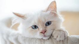 In Giappone c’è anche il pelo di gatto commestibile