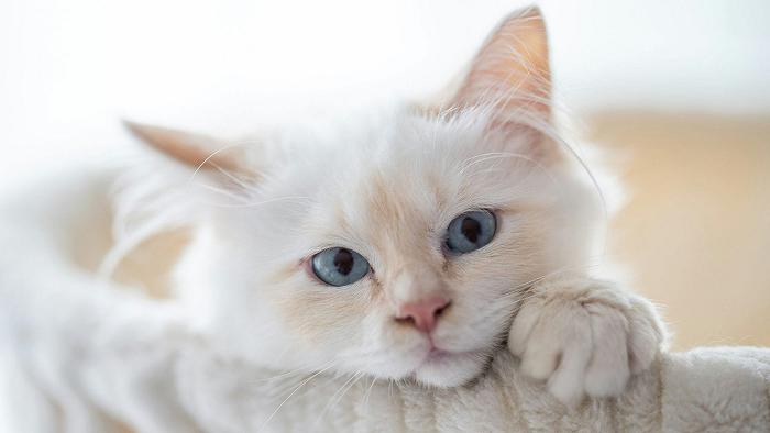 In Giappone c’è anche il pelo di gatto commestibile