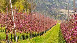 Un funghicida usato anche nei meleti in Alto Adige potrebbe causare danni al cervello