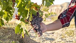 La vendemmia in Italia è già iniziata: le previsioni