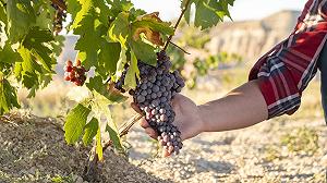 La vendemmia in Italia è già iniziata: le previsioni