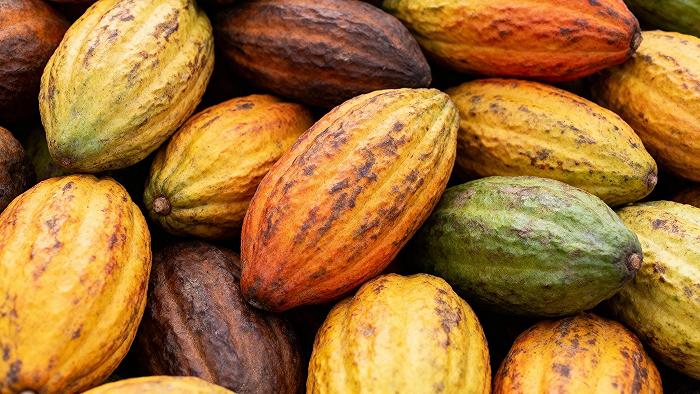 I coltivatori di cacao in Africa faticano a rispettare i regolamenti europei anti deforestazione