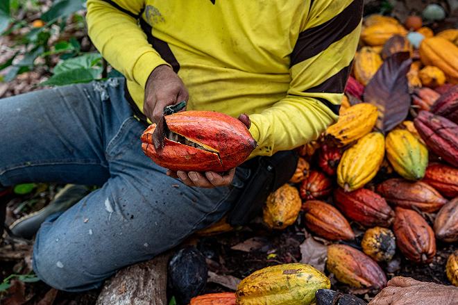cacao-raccolta