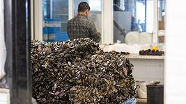Cosa succederà ai prezzi delle cozze?