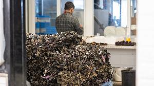 Cosa succederà ai prezzi delle cozze?