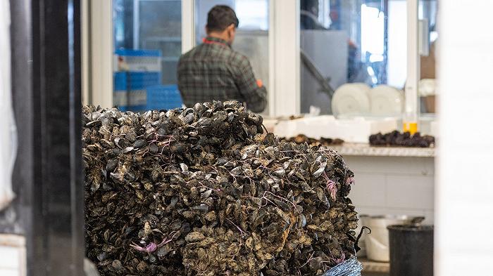 Cosa succederà ai prezzi delle cozze?