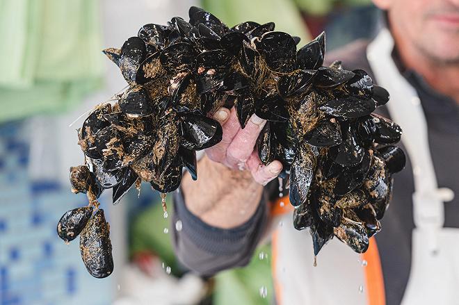 cozze