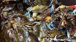Mangeremo granchio blu in latta per salvare gli allevamenti di molluschi?