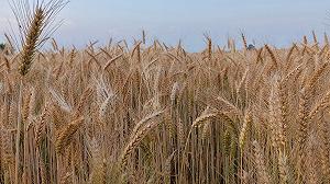 C’è una nuova polemica sulla pasta italiana fatta col grano italiano
