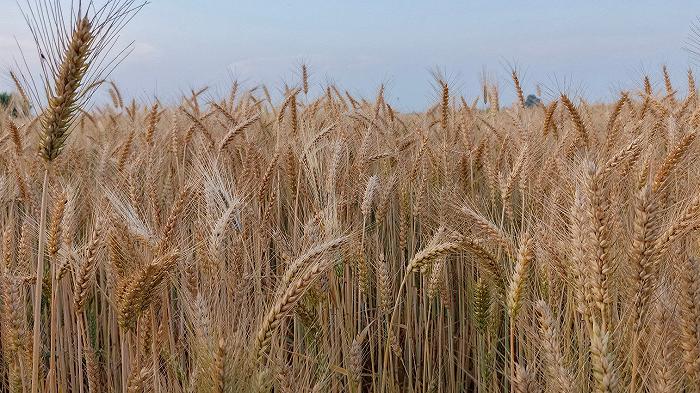 C’è una nuova polemica sulla pasta italiana fatta col grano italiano
