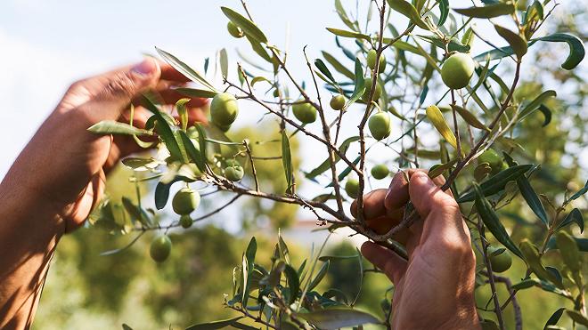 olive-raccolta-mani