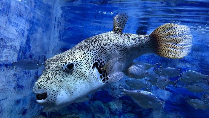 Uno studio israeliano ci dice quale sarà il prossimo granchio blu