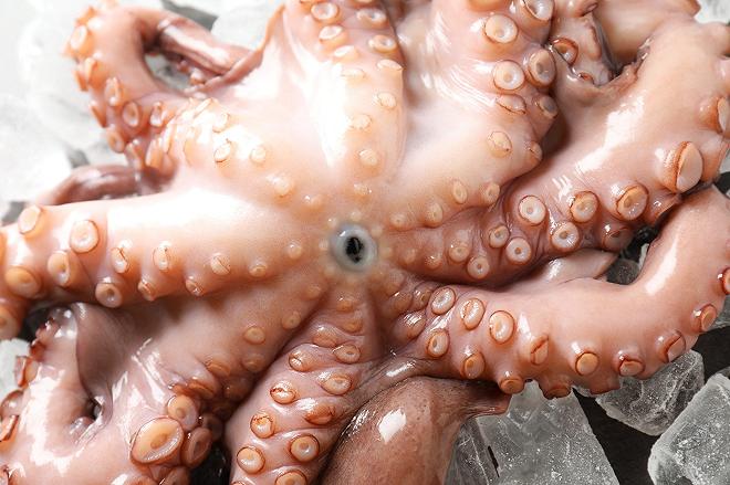 polpo pescato