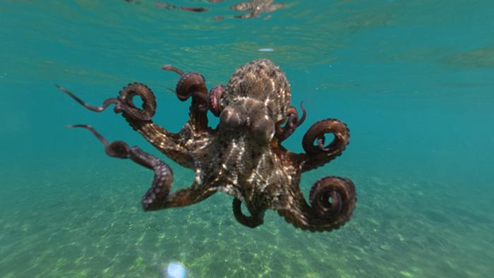 Il polpo è troppo intelligente per essere allevato?