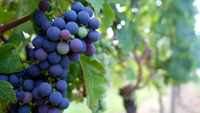 Il clima sta trasformando l’Inghilterra in una terra di vino?