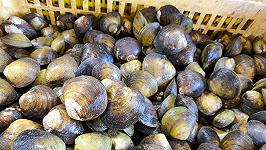 Dai campi al mare, il punto sui danni del caldo al settore agroalimentare