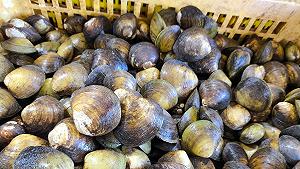 Dai campi al mare, il punto sui danni del caldo al settore agroalimentare