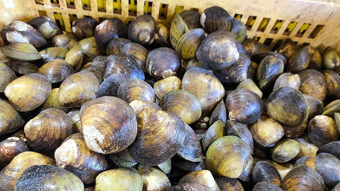 Dai campi al mare, il punto sui danni del caldo al settore agroalimentare