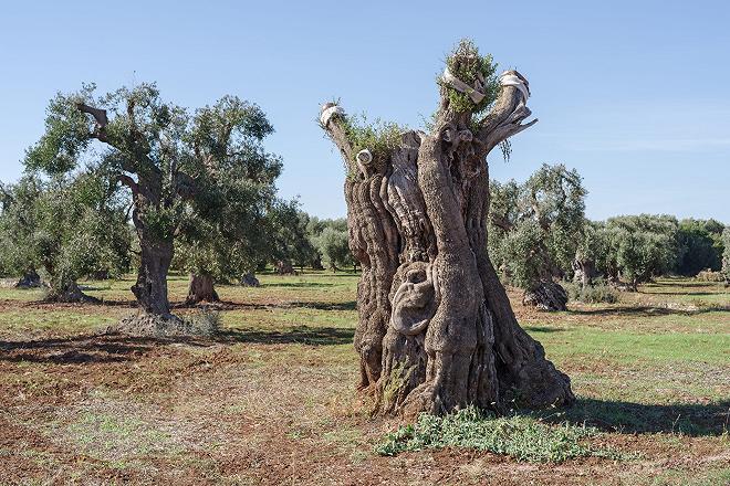 xylella-ulivi